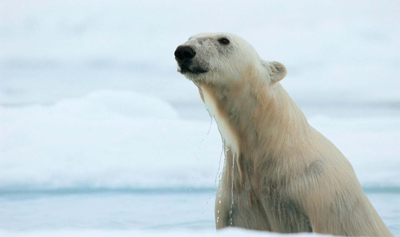 Dernières nouvelles de l'ours polaire (Latest news on polar bears